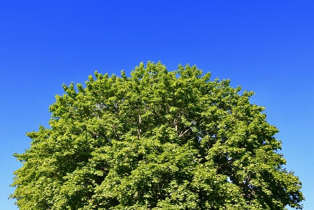 دانلود رایگان Tree Leaves Sky - عکس یا تصویر رایگان برای ویرایش با ویرایشگر تصویر آنلاین GIMP