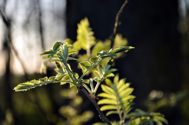 Free download tree leaves young grows green free picture to be edited with GIMP free online image editor