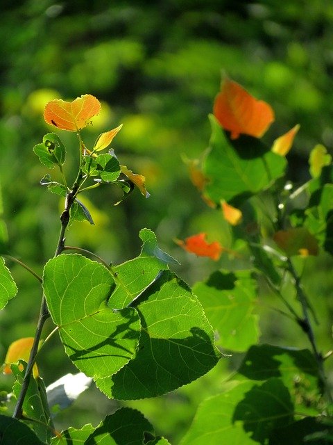 הורדה חינם Tree Light Nature - תמונה או תמונה בחינם לעריכה עם עורך התמונות המקוון של GIMP