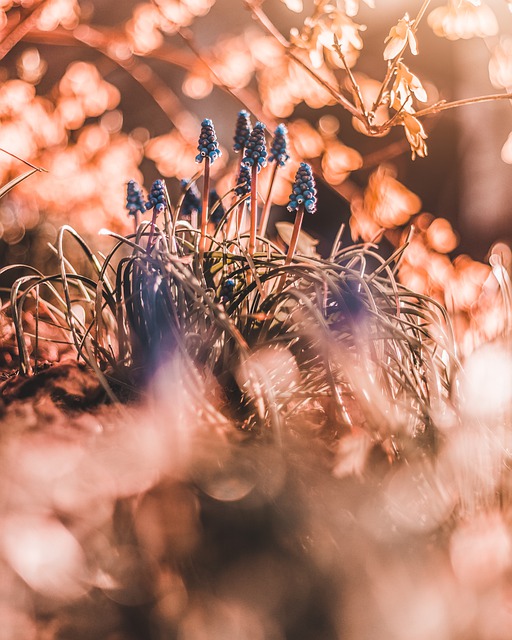 Free download tree light plant grass photography free picture to be edited with GIMP free online image editor