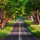 Tree Lined Pathway  screen for extension Chrome web store in OffiDocs Chromium