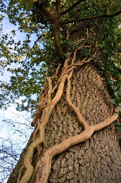 Unduh gratis Tree Log Nature - foto atau gambar gratis untuk diedit dengan editor gambar online GIMP