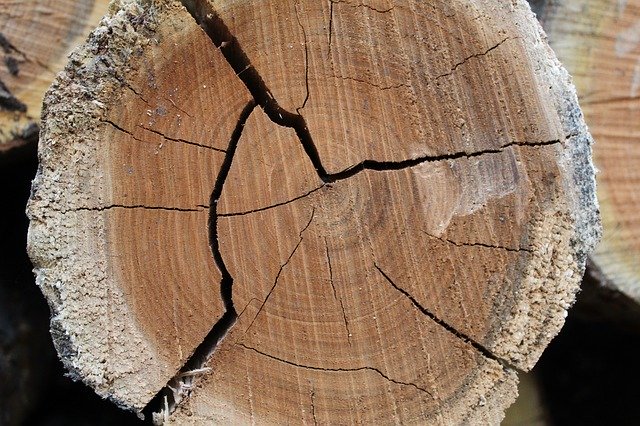 دانلود رایگان Tree Log Wood - عکس یا تصویر رایگان برای ویرایش با ویرایشگر تصویر آنلاین GIMP