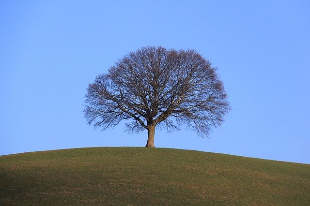 Descarga gratuita Tree Lonely Landscape: foto o imagen gratuita para editar con el editor de imágenes en línea GIMP