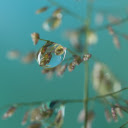 Tree macro natural  screen for extension Chrome web store in OffiDocs Chromium