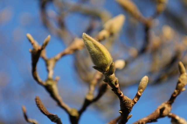 Free download tree magnolia bud branches free picture to be edited with GIMP free online image editor