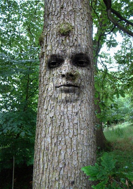 Free download tree man face abstract cool funny free picture to be edited with GIMP free online image editor
