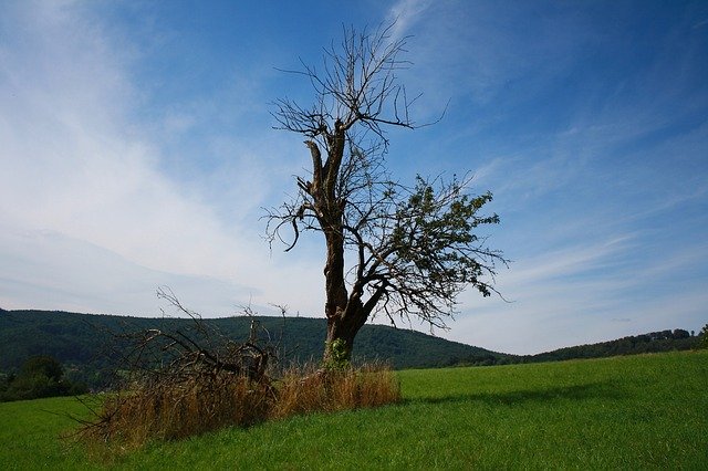 Free download Tree Meadow Grass -  free photo or picture to be edited with GIMP online image editor