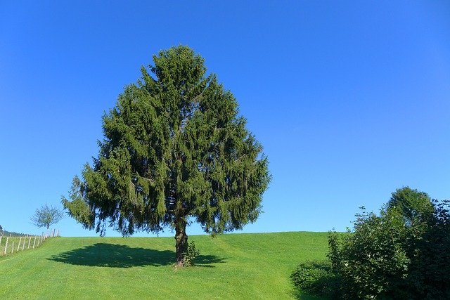 무료 다운로드 Tree Meadow Inzell - 무료 사진 또는 김프 온라인 이미지 편집기로 편집할 수 있는 사진