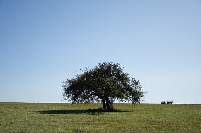 Free download Tree Meadow Mood -  free photo or picture to be edited with GIMP online image editor