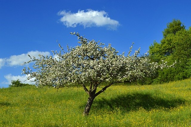 Unduh gratis Tree Meadow Spring - foto atau gambar gratis untuk diedit dengan editor gambar online GIMP