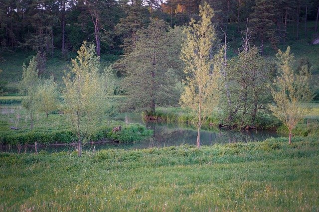 Descărcare gratuită Tree Meadow Sun - fotografie sau imagini gratuite pentru a fi editate cu editorul de imagini online GIMP