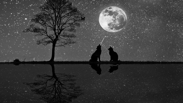 Free download Tree Moon Dog -  free illustration to be edited with GIMP free online image editor