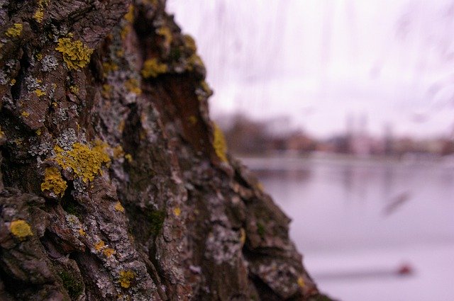 Free picture Tree Moss -  to be edited by GIMP free image editor by OffiDocs