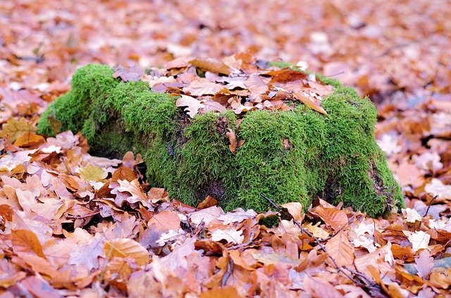 Free download Tree Moss Forest -  free photo or picture to be edited with GIMP online image editor