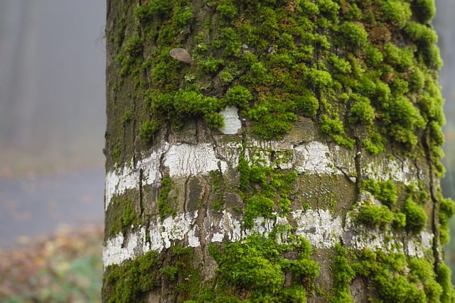 Free download tree moss forest nature strain free picture to be edited with GIMP free online image editor