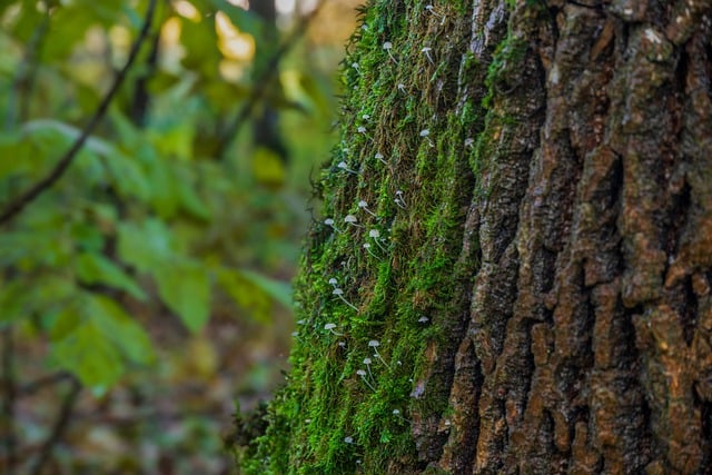 Бесплатно скачать дерево, мох, грибы, лес, бесплатную картинку для редактирования в GIMP, бесплатный онлайн-редактор изображений