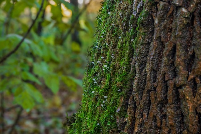 Free download tree moss mushrooms forest free picture to be edited with GIMP free online image editor