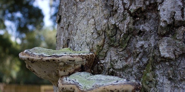 Безкоштовно завантажте Tree Mushroom - безкоштовне фото або зображення для редагування за допомогою онлайн-редактора зображень GIMP