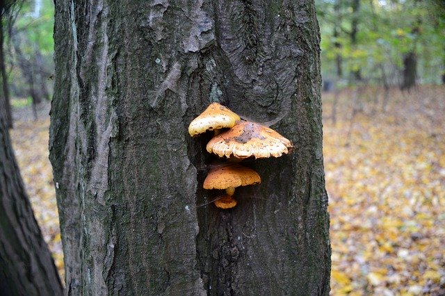 Скачать бесплатно Tree Mushrooms Forest - бесплатное фото или изображение для редактирования с помощью онлайн-редактора изображений GIMP