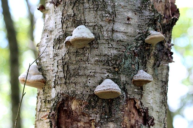 Free download Tree Mushrooms Mood -  free photo or picture to be edited with GIMP online image editor