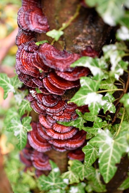 Free download tree mushroom tree mushroom ivy free picture to be edited with GIMP free online image editor