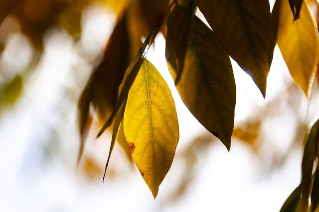 Free download tree nature autumn leaves foliage free picture to be edited with GIMP free online image editor
