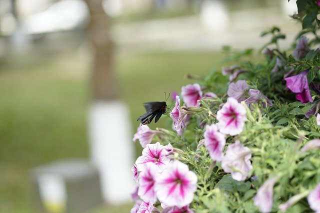 Ücretsiz indir Tree Nature Butterfly - GIMP çevrimiçi resim düzenleyici ile düzenlenecek ücretsiz fotoğraf veya resim