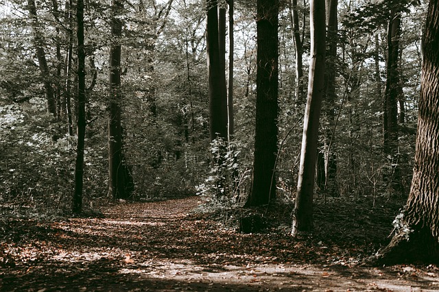 Free download tree nature color forest landscape free picture to be edited with GIMP free online image editor