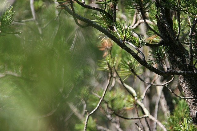 Free download Tree Nature Conifer -  free photo or picture to be edited with GIMP online image editor