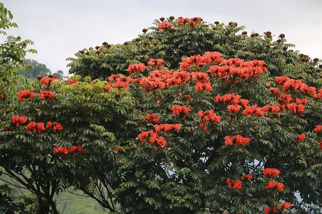 Libreng download Tree Nature Flowers - libreng larawan o larawan na ie-edit gamit ang GIMP online na editor ng imahe