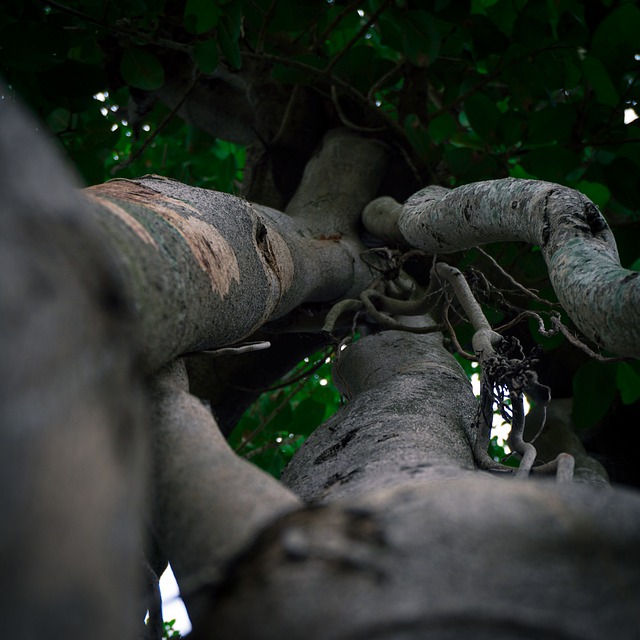 Free download tree nature forest forest tree free picture to be edited with GIMP free online image editor
