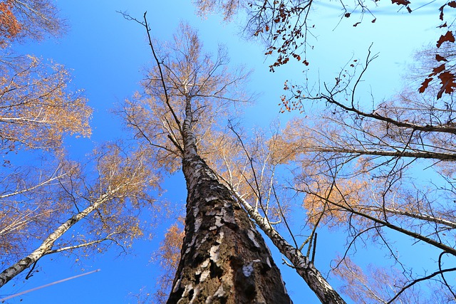 Free download tree nature forest sky woods free picture to be edited with GIMP free online image editor