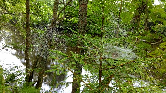 Скачать бесплатно Tree Nature Forest Spider - бесплатное фото или изображение для редактирования с помощью онлайн-редактора изображений GIMP