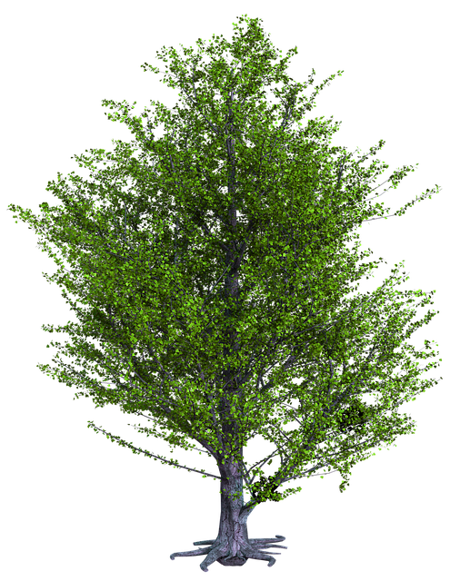 הורדה חינם של Tree Nature Green Y איור חינם לעריכה עם עורך התמונות המקוון GIMP