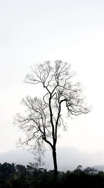 免费下载 Tree Nature Indonesia - 可使用 GIMP 在线图像编辑器编辑的免费照片或图片
