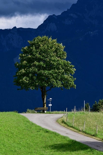 Free download tree nature landscape blue tree free picture to be edited with GIMP free online image editor