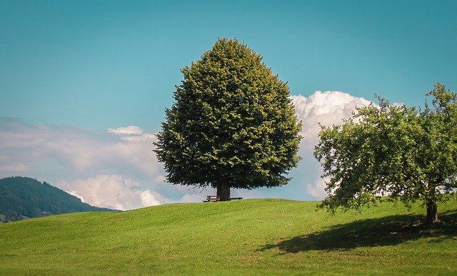Descarga gratuita Tree Nature Mountain: foto o imagen gratuitas para editar con el editor de imágenes en línea GIMP
