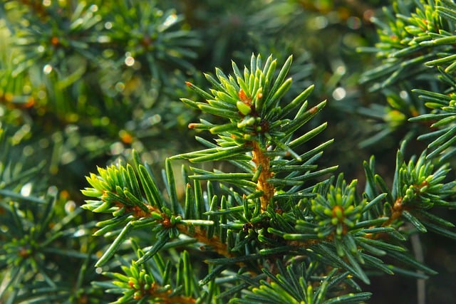 Free download tree nature outdoors spruce iglak free picture to be edited with GIMP free online image editor