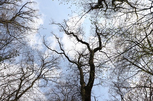 Muat turun percuma Tree Nature Spring - foto atau gambar percuma untuk diedit dengan editor imej dalam talian GIMP