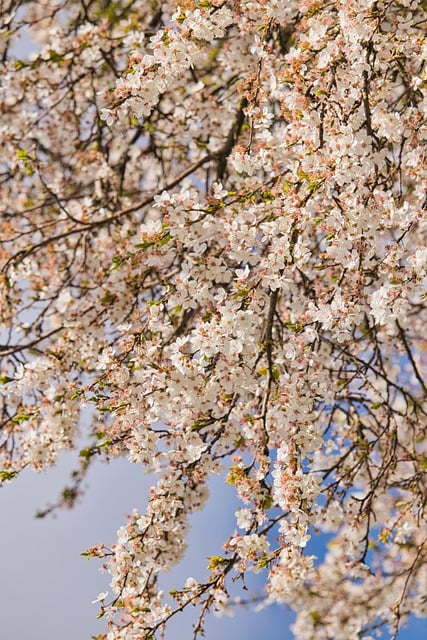 Free download tree nature spring flowers bloom free picture to be edited with GIMP free online image editor