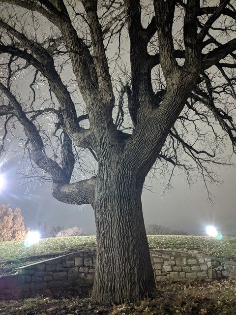 Template Photo Tree Night Barren -  for OffiDocs