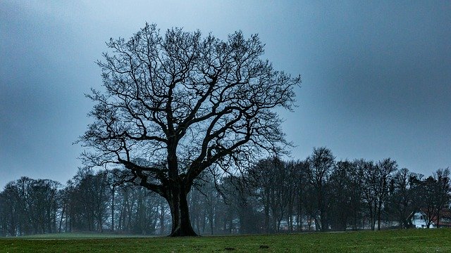 Free download Tree Oak Nature -  free photo or picture to be edited with GIMP online image editor