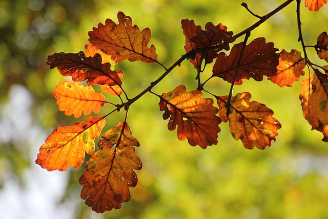 Bezpłatne pobieranie drzewo dąb liście dębu liście bezpłatne zdjęcie do edycji za pomocą bezpłatnego edytora obrazów online GIMP