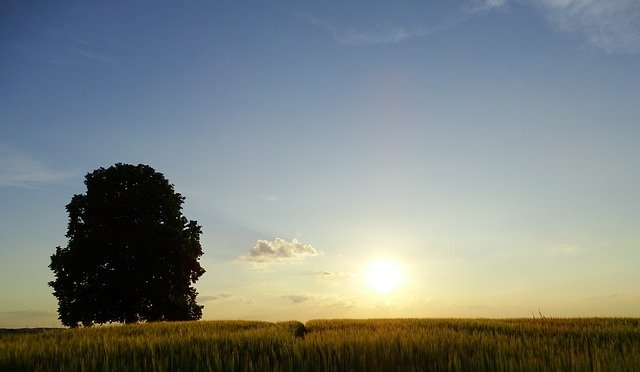 Бесплатно скачать Tree Oberschönenfeld Abendstimmung - бесплатную фотографию или картинку для редактирования с помощью онлайн-редактора изображений GIMP