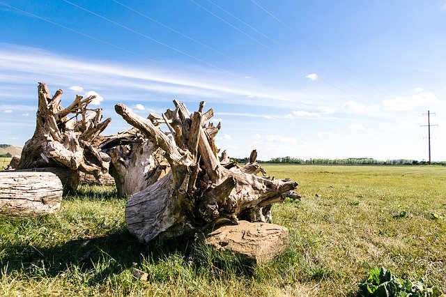 Безкоштовно завантажте Tree Old Age Nature - безкоштовну фотографію або зображення для редагування за допомогою онлайн-редактора зображень GIMP