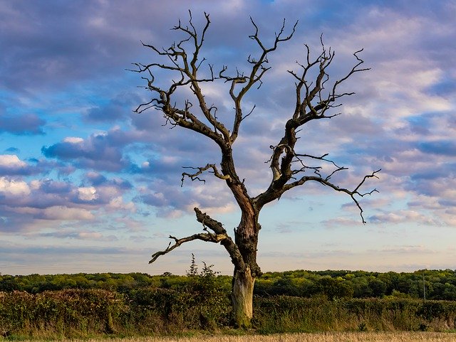 Ücretsiz indir Tree Old Dead Lone - GIMP çevrimiçi resim düzenleyici ile düzenlenecek ücretsiz fotoğraf veya resim