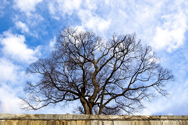 Free download tree old tree nature landscape free picture to be edited with GIMP free online image editor