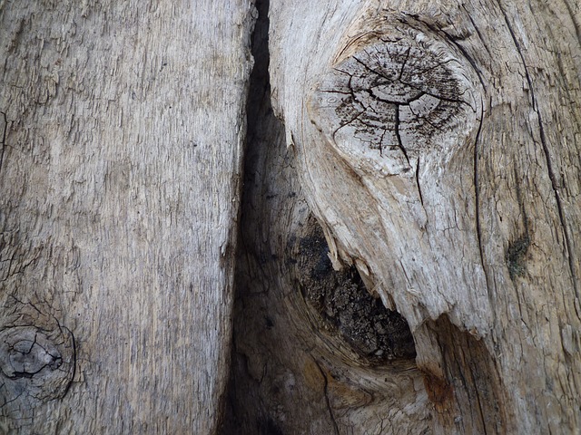 Free download tree old tree trunk wood gnarled free picture to be edited with GIMP free online image editor