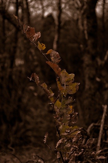 Free download Tree Old Vintage -  free photo or picture to be edited with GIMP online image editor